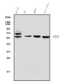 CD73/Nt5e Rabbit Polyclonal Antibody
