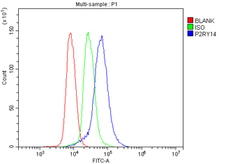 P2Y14/P2ry14 Antibody