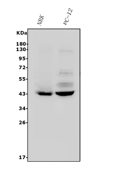 P2Y14/P2ry14 Antibody