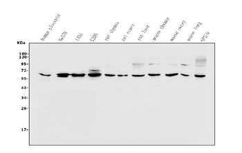 PAX1 Antibody