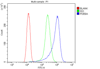 PDE6 alpha/PDE6A Rabbit Polyclonal Antibody