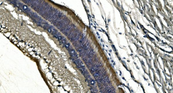 PDE6 alpha/PDE6A Rabbit Polyclonal Antibody