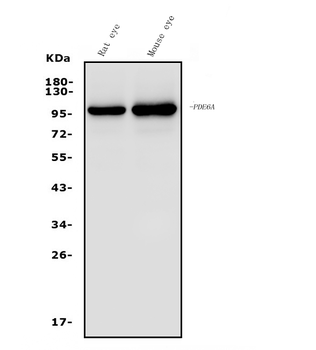 PDE6 alpha/PDE6A Rabbit Polyclonal Antibody