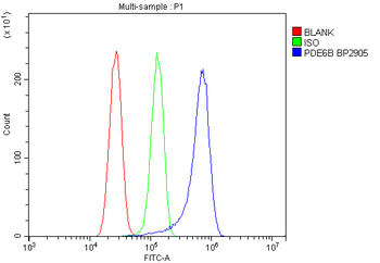 PDE6 beta/PDE6B Rabbit Polyclonal Antibody