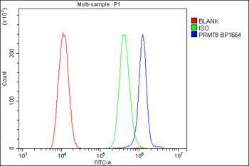 PRMT8 Rabbit Polyclonal Antibody