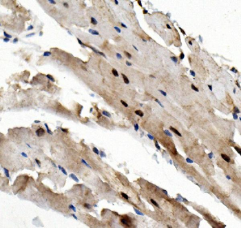 Rad9/Rad9a Rabbit Polyclonal Antibody
