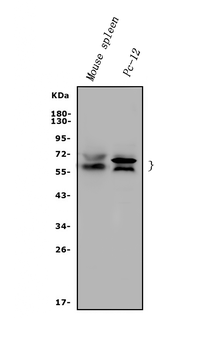 Rad9/Rad9a Rabbit Polyclonal Antibody