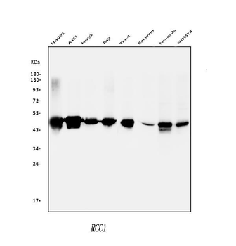 RCC1 Antibody