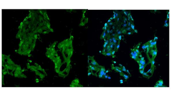 RCC1 Antibody