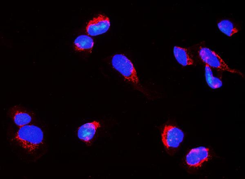 Nogo A/RTN4 Antibody