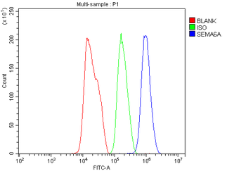 Sema6A Rabbit Polyclonal Antibody