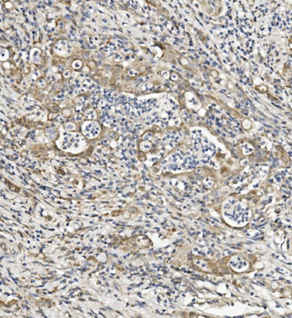 Sema6A Rabbit Polyclonal Antibody