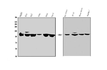 Sema6A Rabbit Polyclonal Antibody