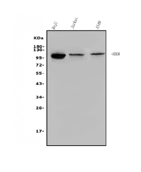 STAT6 Antibody