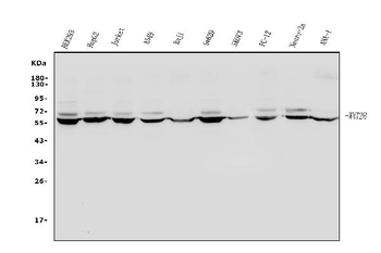 Wnt2b Rabbit Polyclonal Antibody