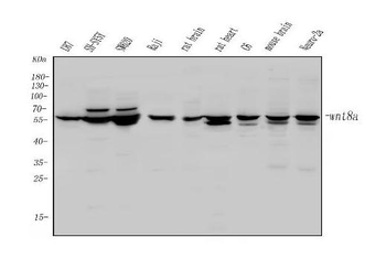 Wnt8a Rabbit Polyclonal Antibody