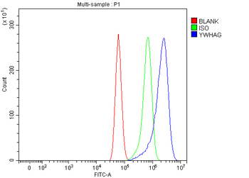 14-3-3 gamma/YWHAG/14 Rabbit Polyclonal Antibody