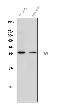 14-3-3 gamma/YWHAG/14 Rabbit Polyclonal Antibody