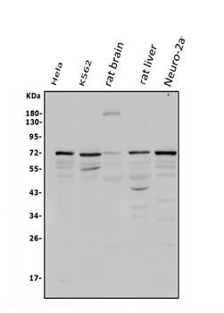 POT1 Rabbit Polyclonal Antibody