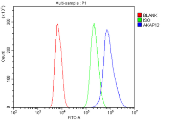 AKAP12 Rabbit Polyclonal Antibody