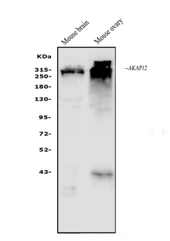 AKAP12 Rabbit Polyclonal Antibody
