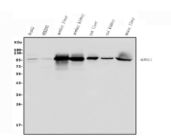 ALDH1L1 Antibody