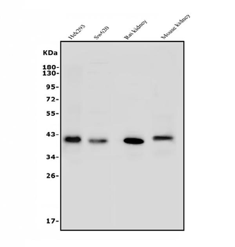 ARG2 Antibody