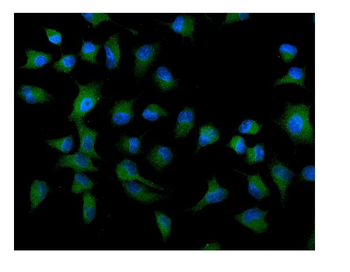 ATG9A Rabbit Polyclonal Antibody
