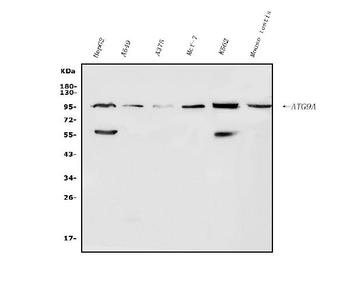 ATG9A Rabbit Polyclonal Antibody