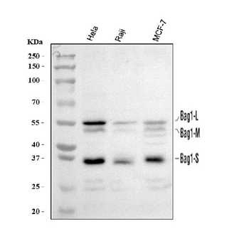 BAG1 Antibody