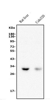 BDH1 Antibody