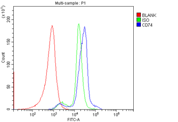 CD74 Antibody