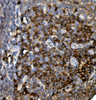 CD74 Antibody