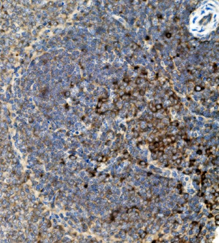 CD74 Antibody