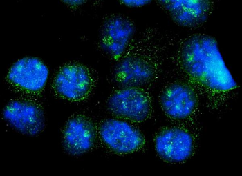 CISD2 Rabbit Polyclonal Antibody
