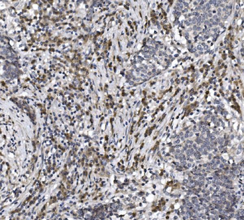 CISD2 Rabbit Polyclonal Antibody