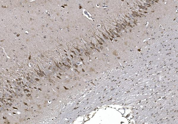 CISD2 Rabbit Polyclonal Antibody