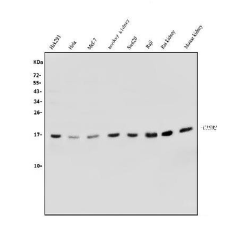 CISD2 Rabbit Polyclonal Antibody