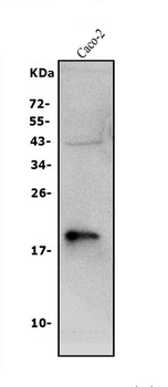 Claudin 3/CLDN3 Rabbit Polyclonal Antibody