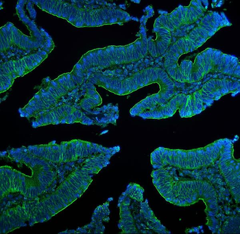 Claudin 5/CLDN5 Rabbit Polyclonal Antibody