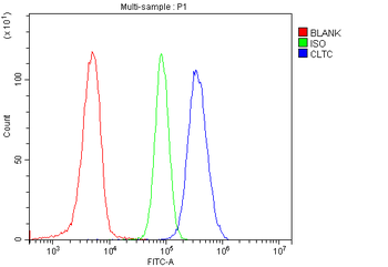 Clathrin heavy chain/CLTC Antibody