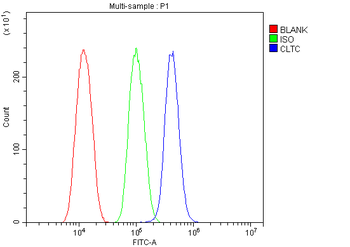 Clathrin heavy chain/CLTC Antibody