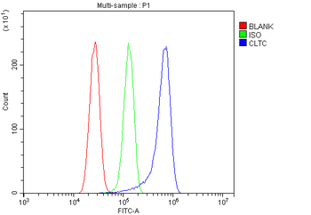 Clathrin heavy chain/CLTC Antibody