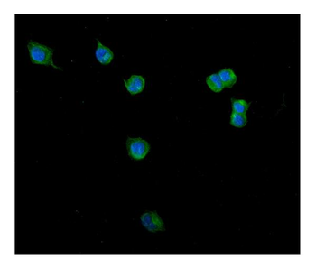 Clathrin heavy chain/CLTC Antibody