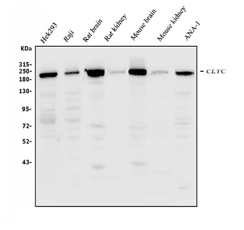 Clathrin heavy chain/CLTC Antibody