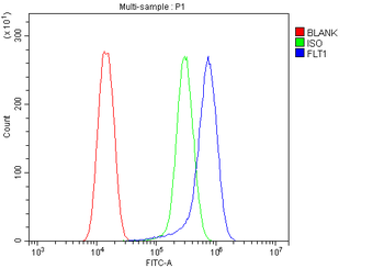 FLT1 Rabbit Polyclonal Antibody