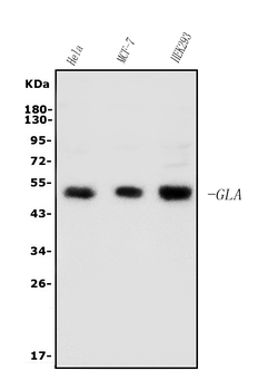 Galactosidase alpha/Gla Rabbit Polyclonal Antibody