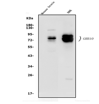GRB10 Rabbit Polyclonal Antibody