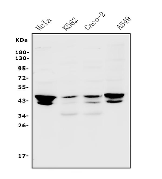 JUNB Antibody