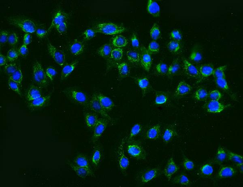 MEK2/MAP2K2 Antibody